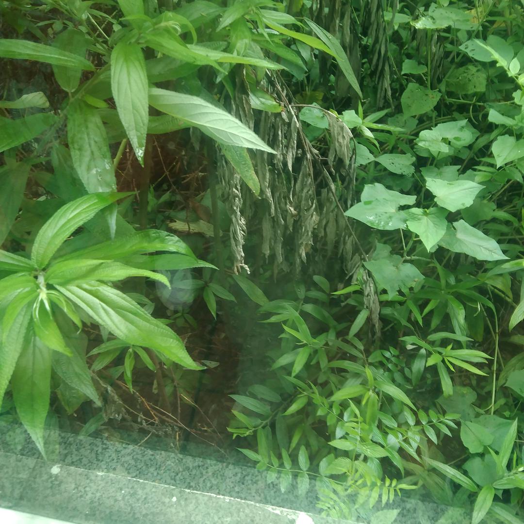 陈锋园李