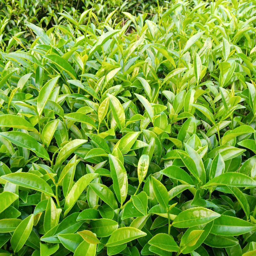 武夷山市水尾湾岩茶厂