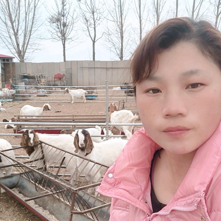 河北大名波尔山羊_画月农厂