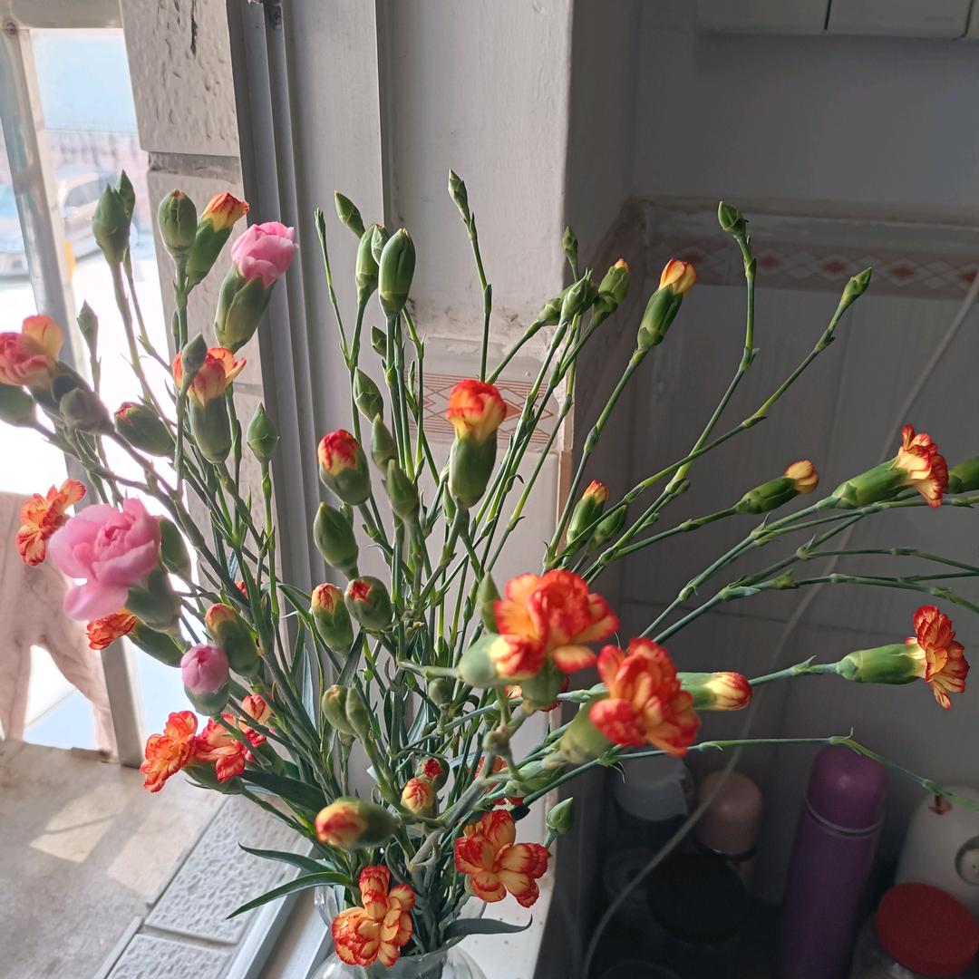 盛孝菊