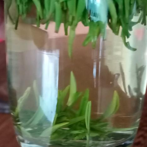 新鲜茶叶
