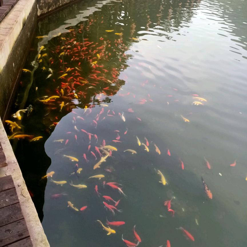 紫霞仙子头像