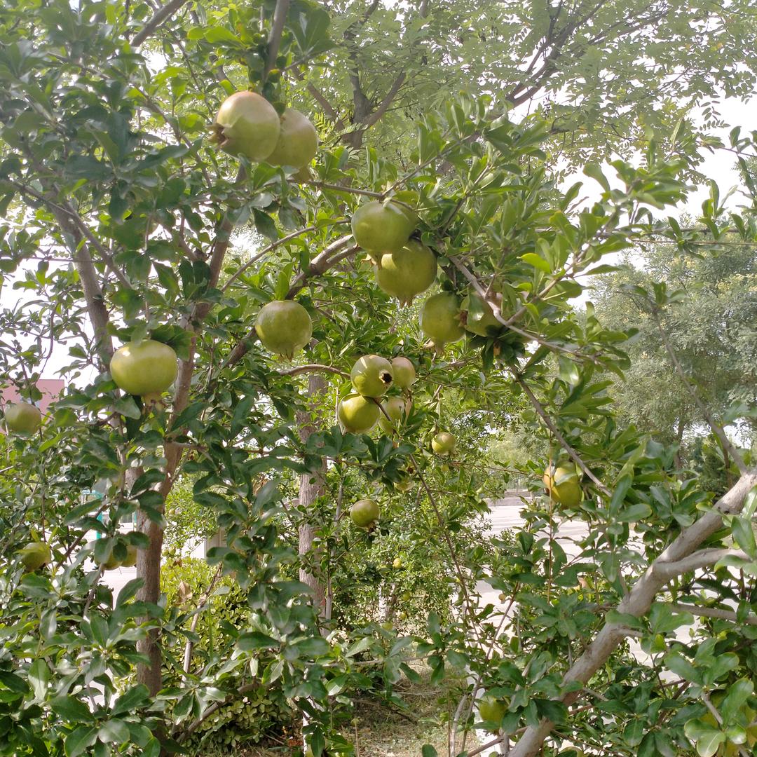 随缘