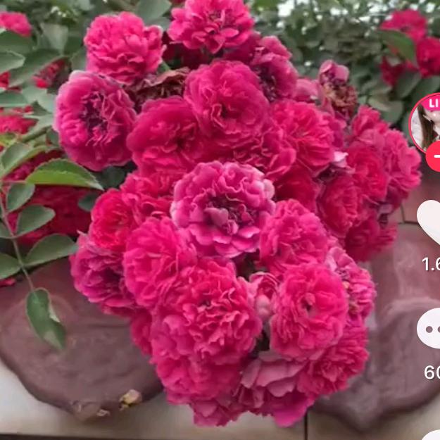 花姐