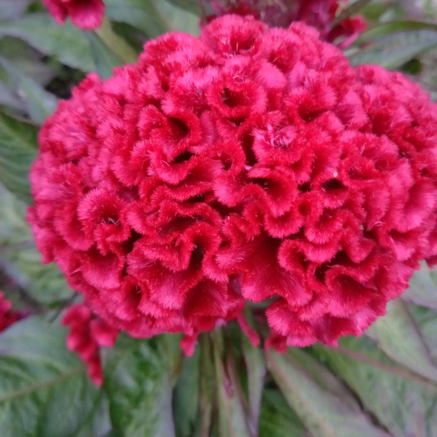 容🌹伟🌈的妈妈🎀☀🎀☀