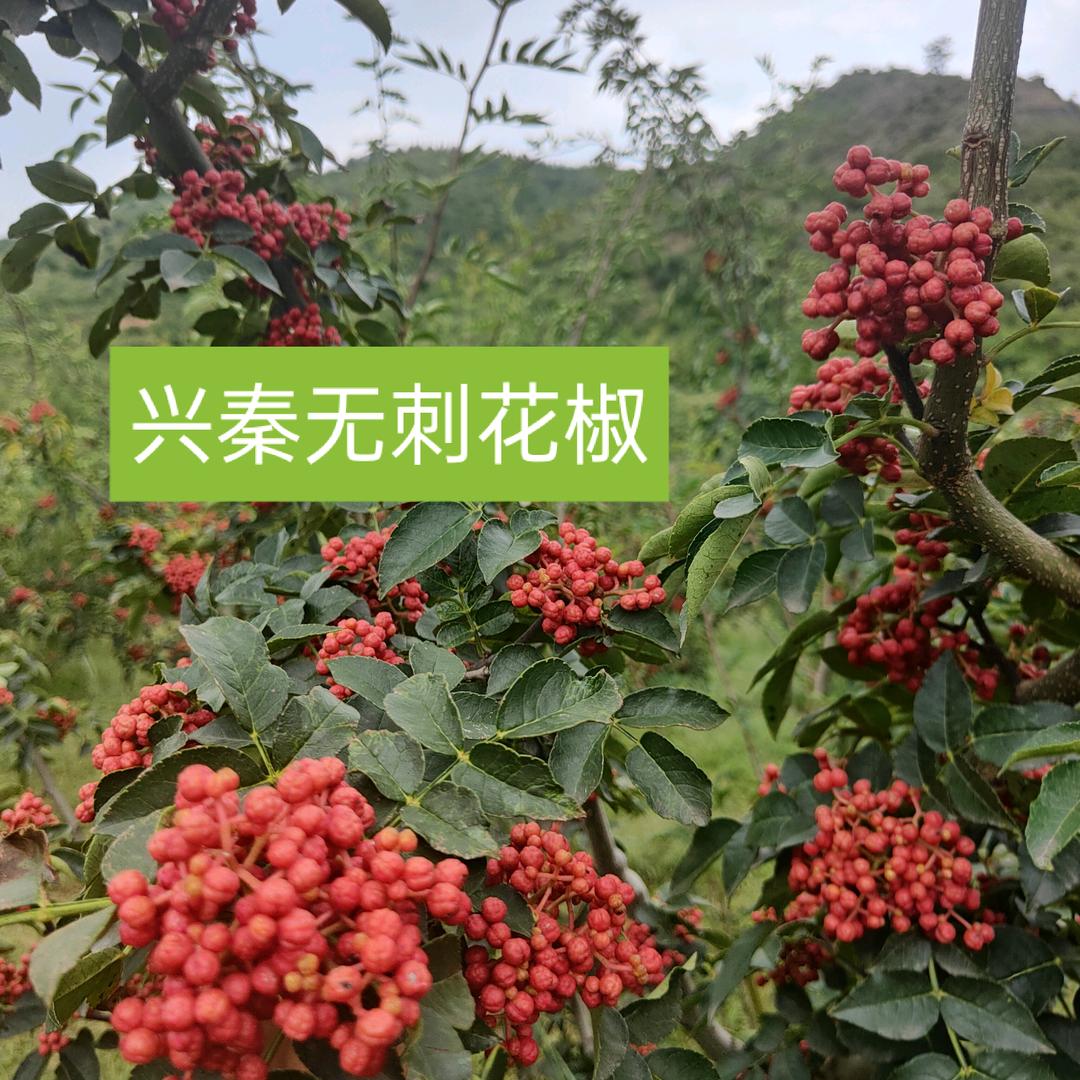 “兴秦1号”花椒老潘