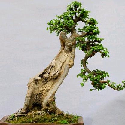 太行符石盆景素材