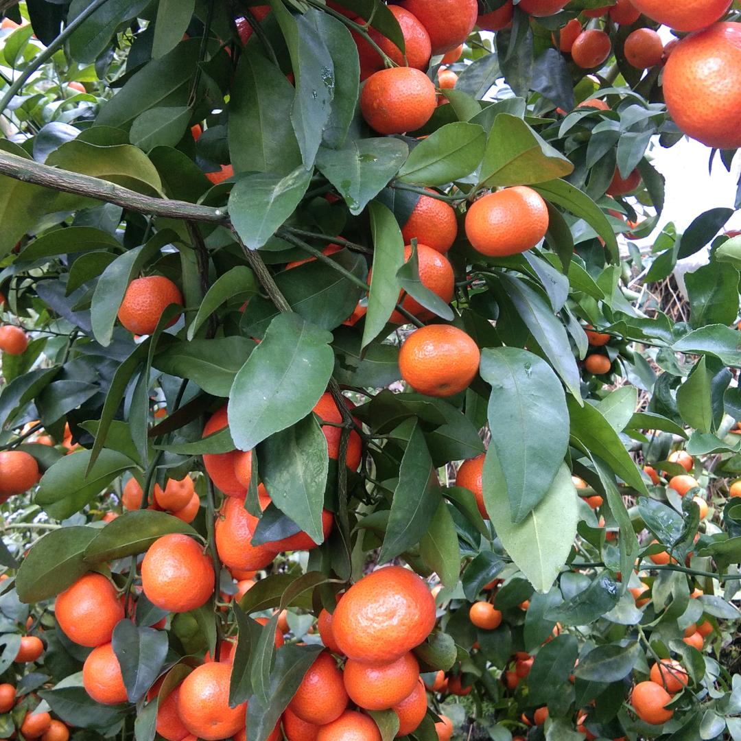带孙仔奶奶