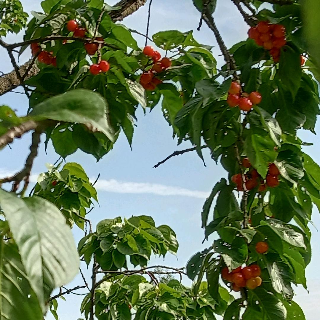 @樱桃圈