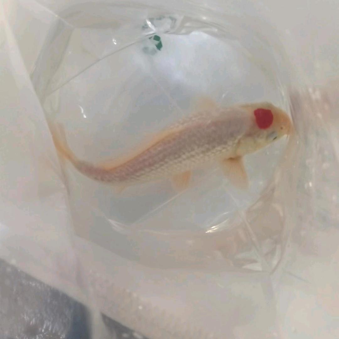 张老三观赏鱼养殖分店