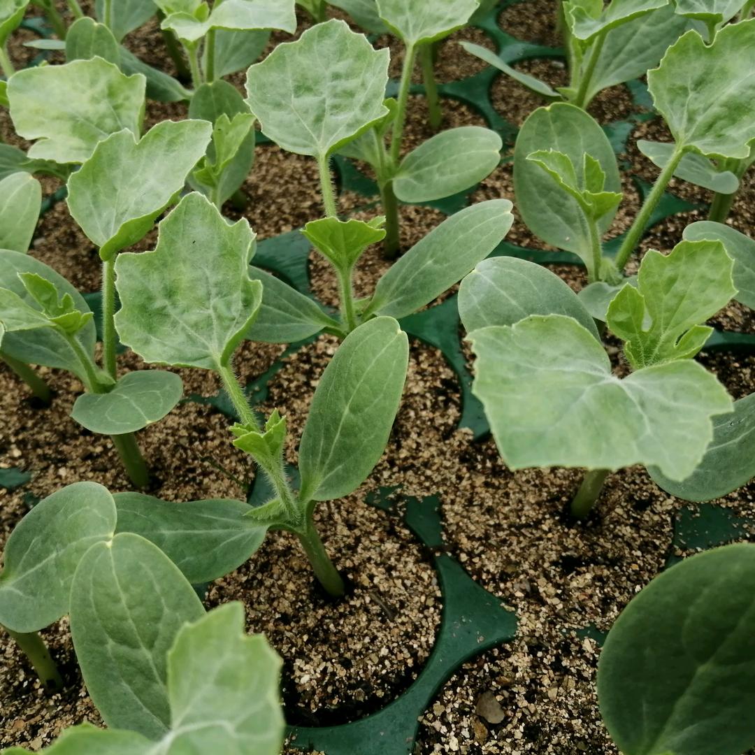 皖北小哥从事农业