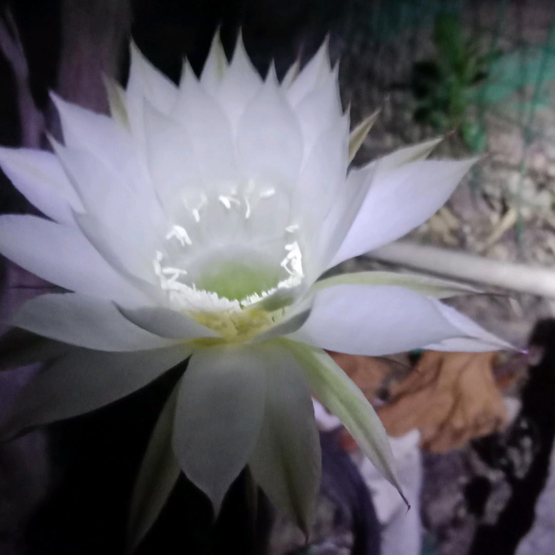 中年庄稼汉