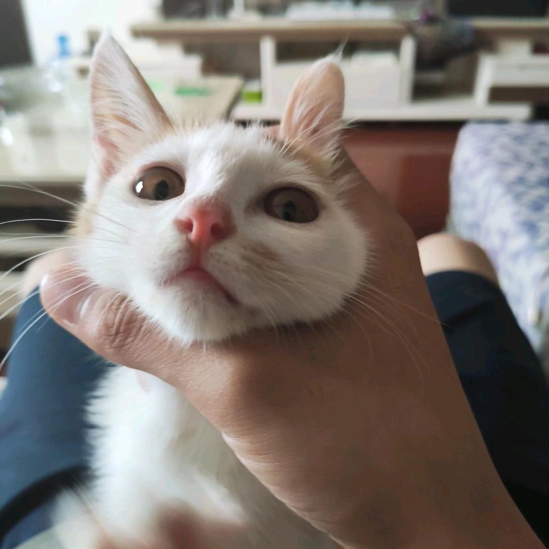 莲藕排骨汤（古菇顾～顾）