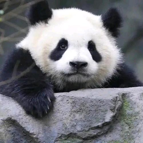 干的漂亮