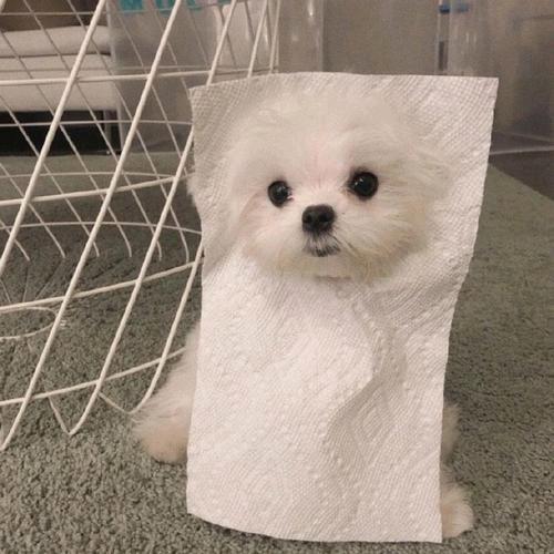 蠢蠢