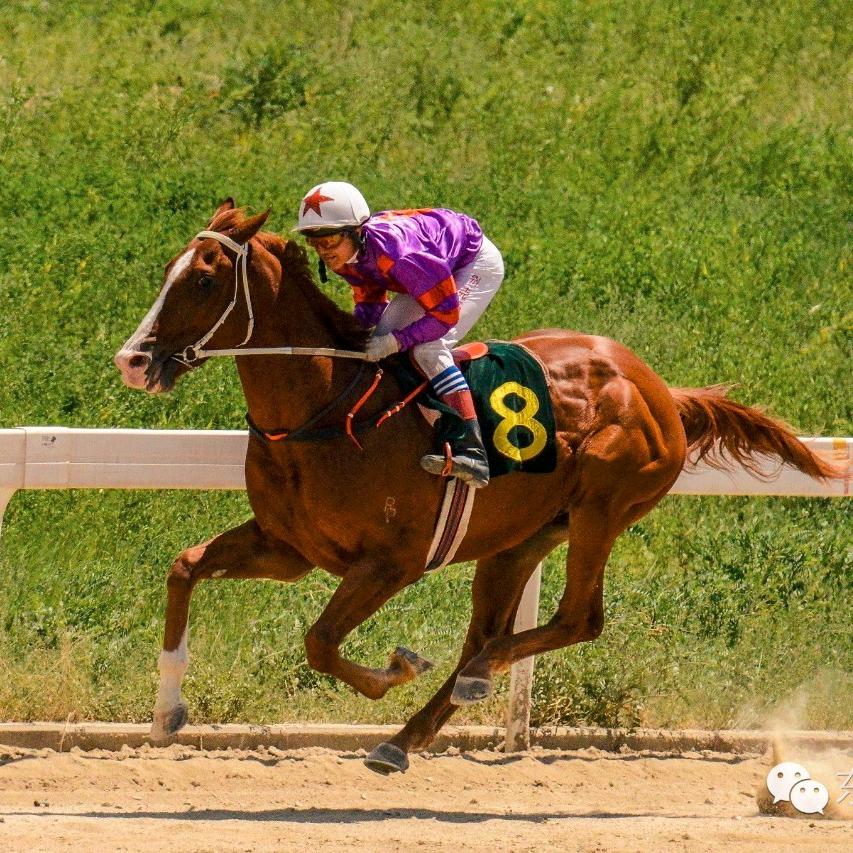 🏇别克江JOCKey