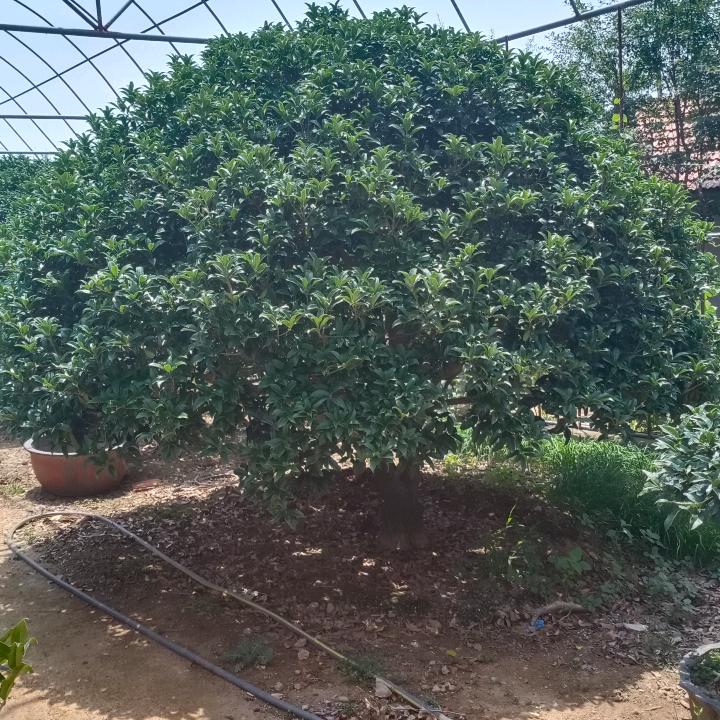 马到成功