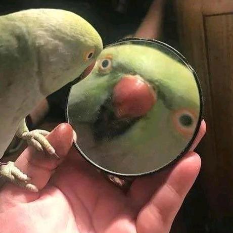 照镜子的鹦鹉