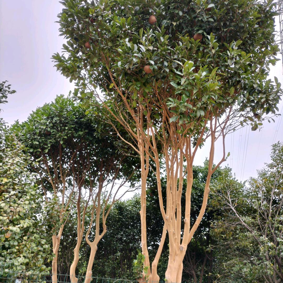 扯淡的人生老贺