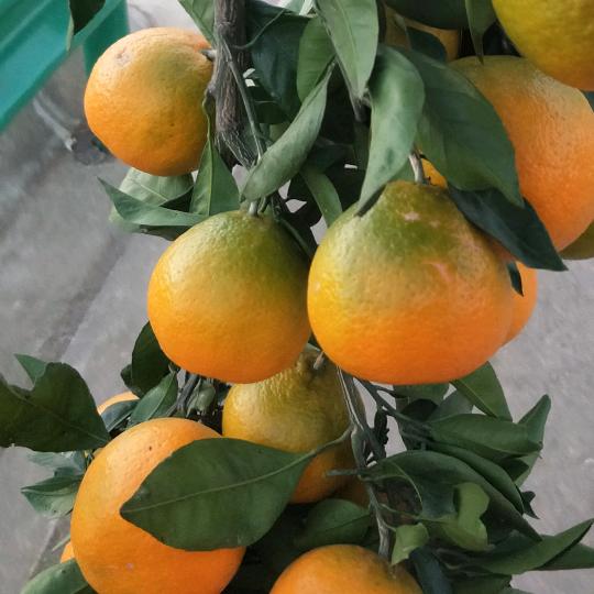 老马烦恼