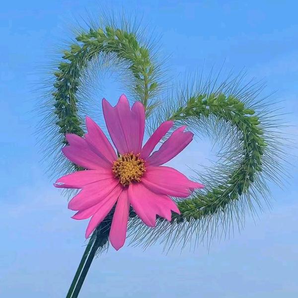 萌