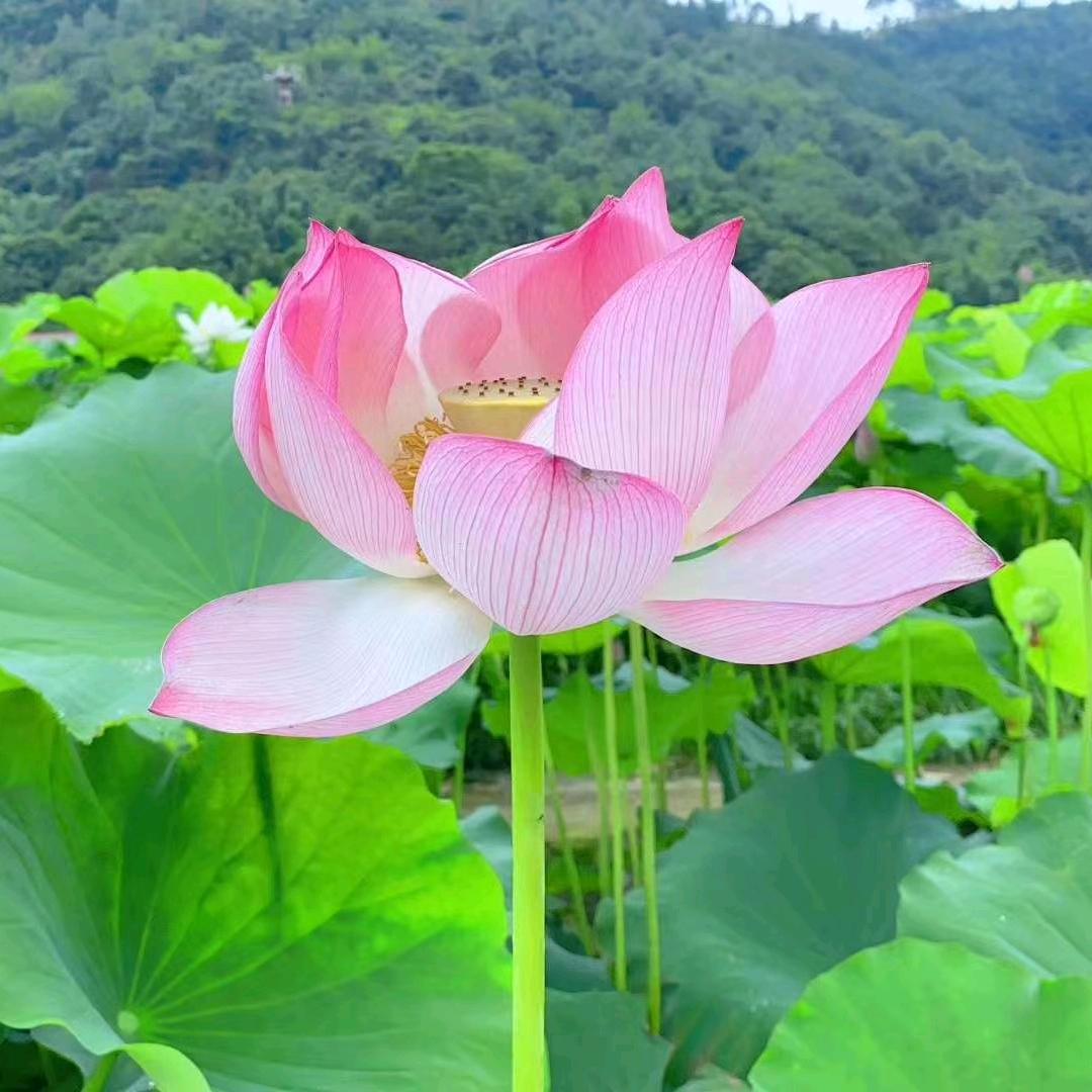 𝒍𝒊𝒖金岁月