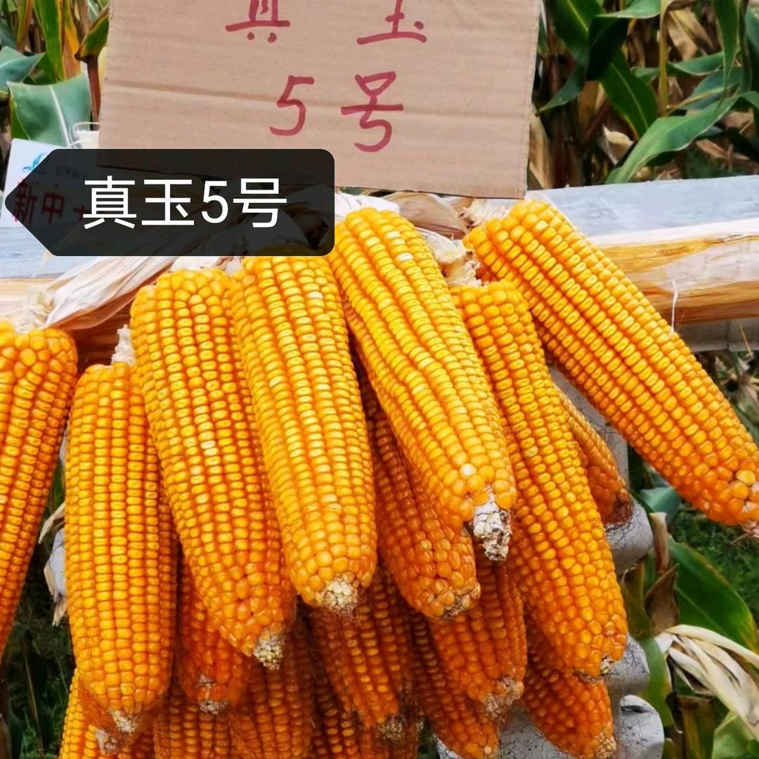 用户9309420435869张晓春