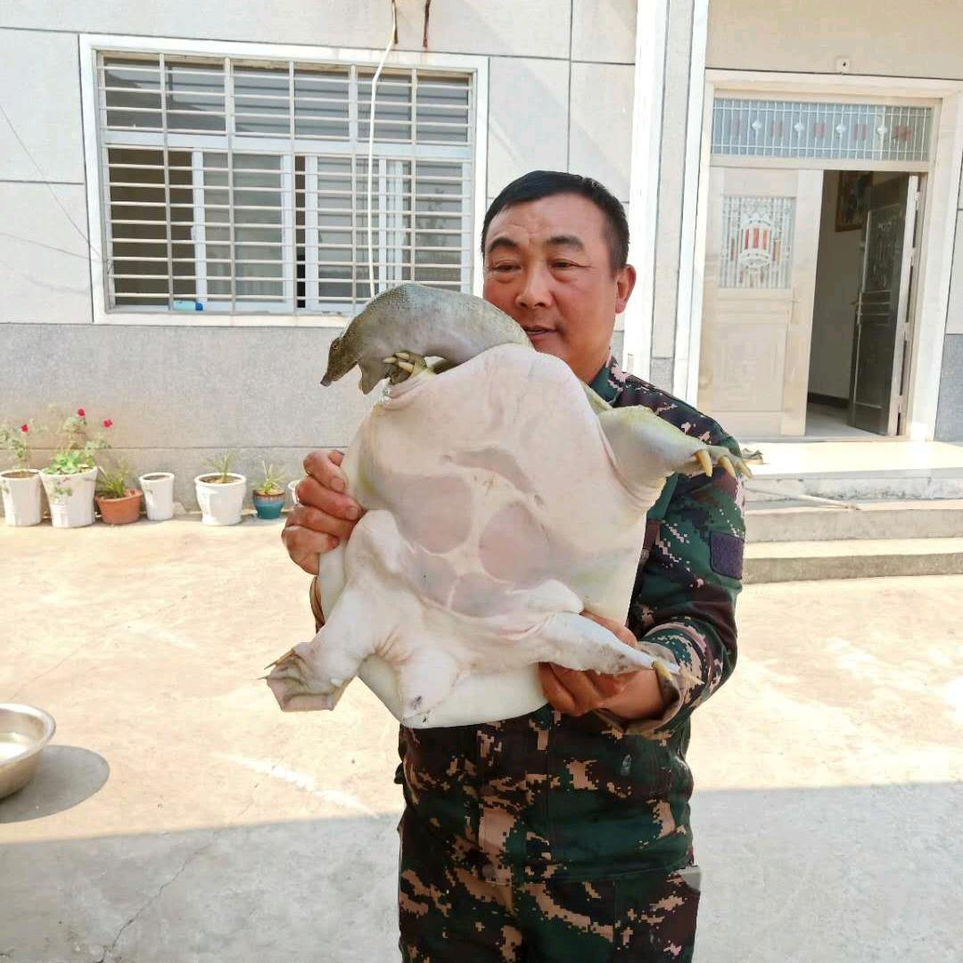 卢师傅抓甲鱼