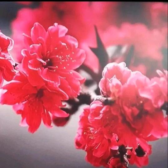 老韩🌷🌷🌷