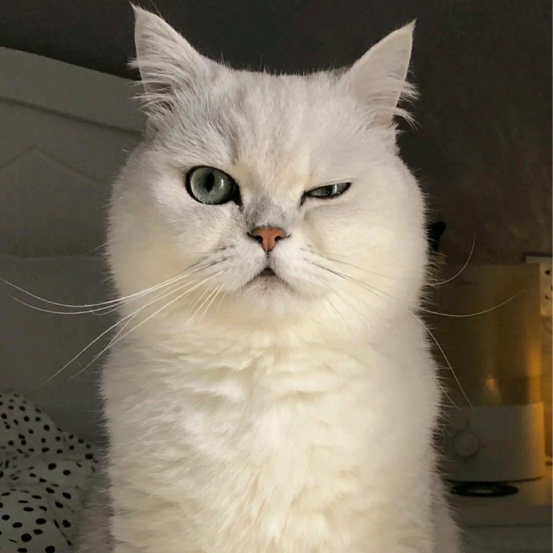 采🌻的小猴叽