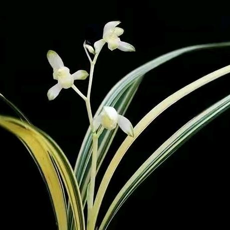 一香庭兰花坊