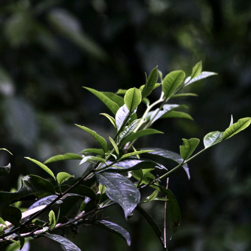 西双版纳森林系古树茶