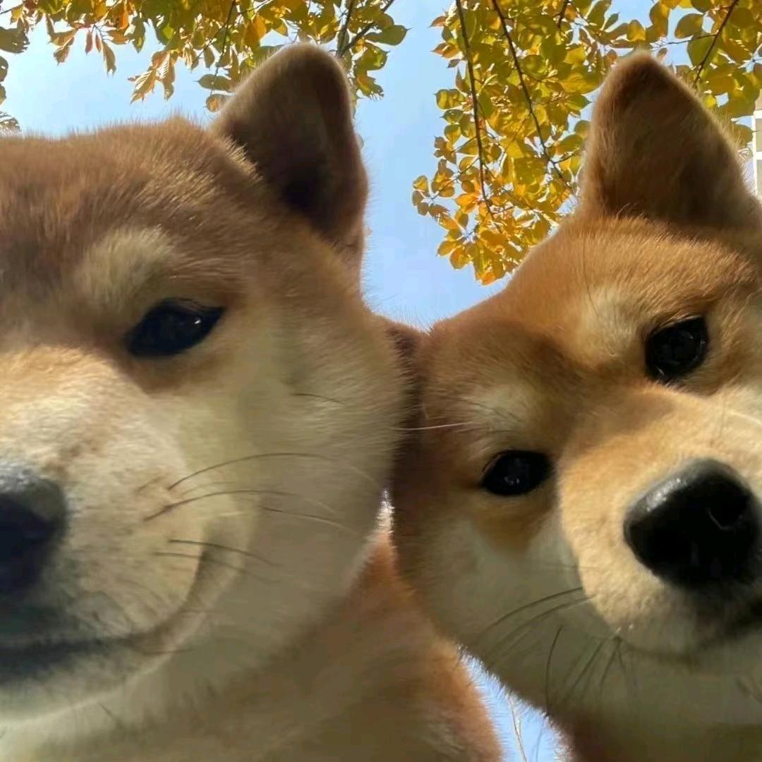 齮齮齕齕左头左细