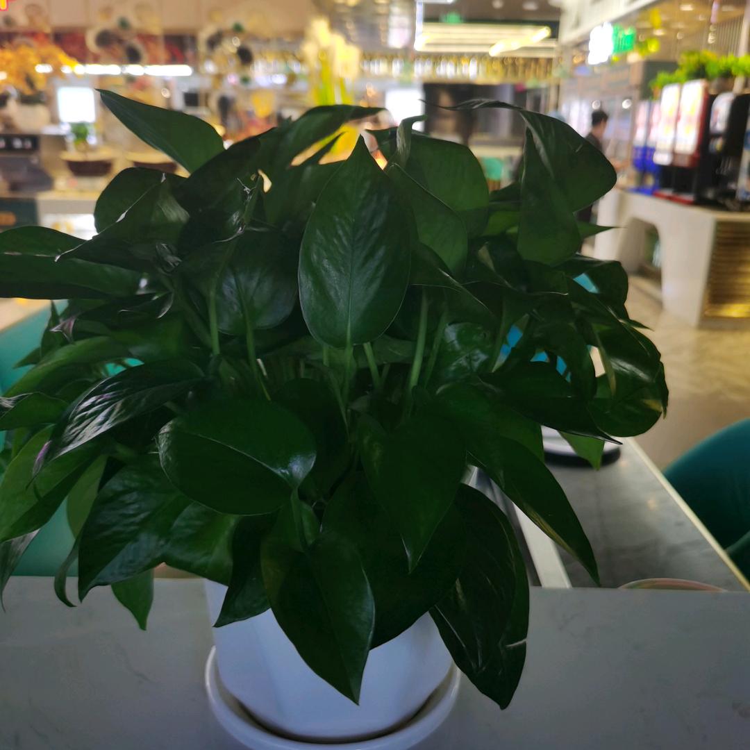 景张恒
