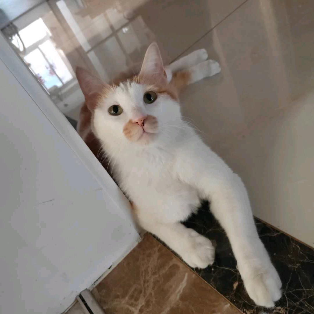 小🦁