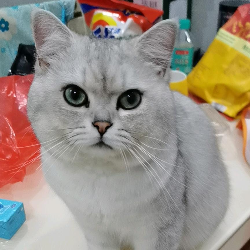 蛟龙