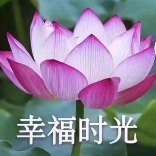 罗妹