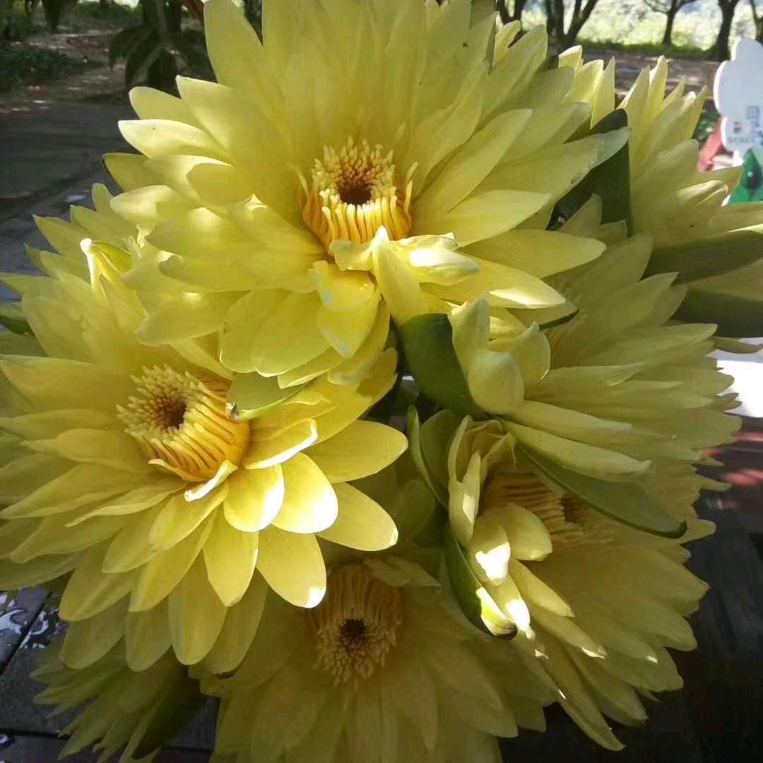 欢迎新老客户订购香水莲花，鲜花和干花