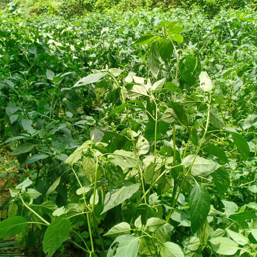 人生有多苦多累，谁能体会