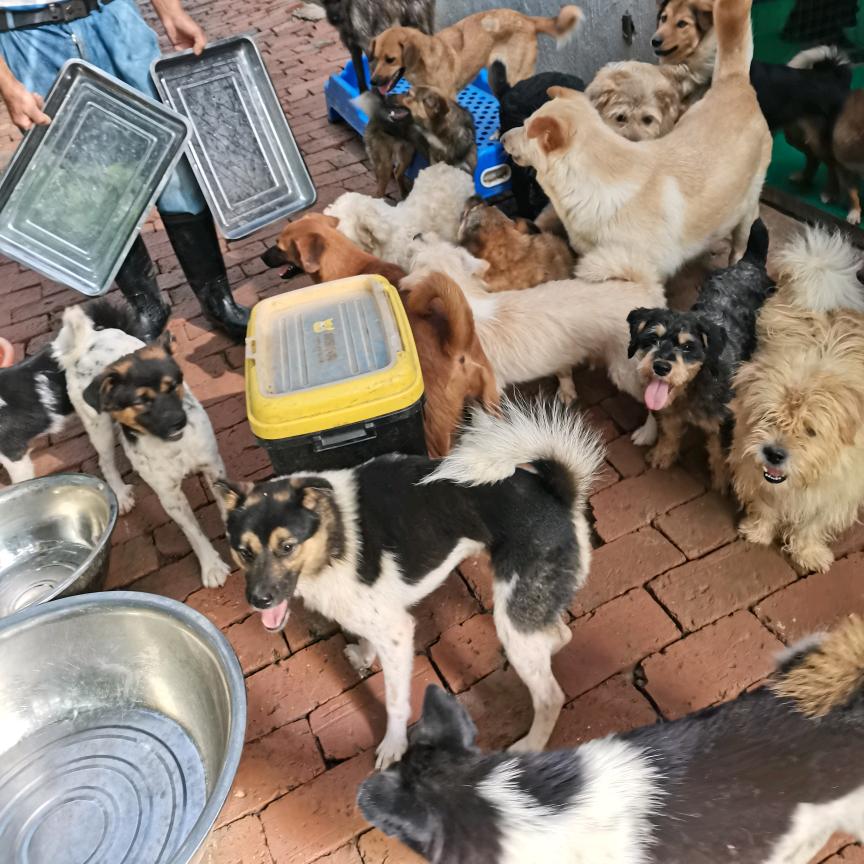 南京宠物联盟檀香流浪猫狗护生园
