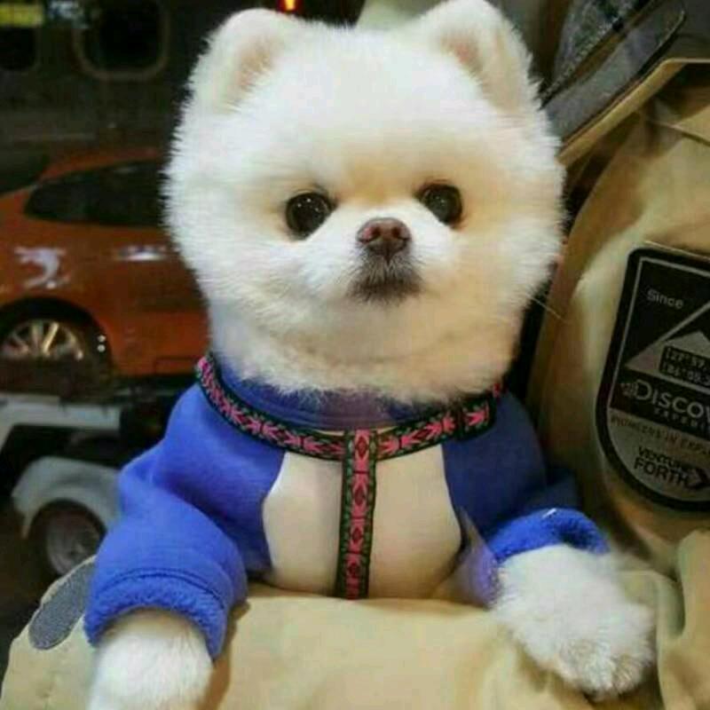 天之娇子