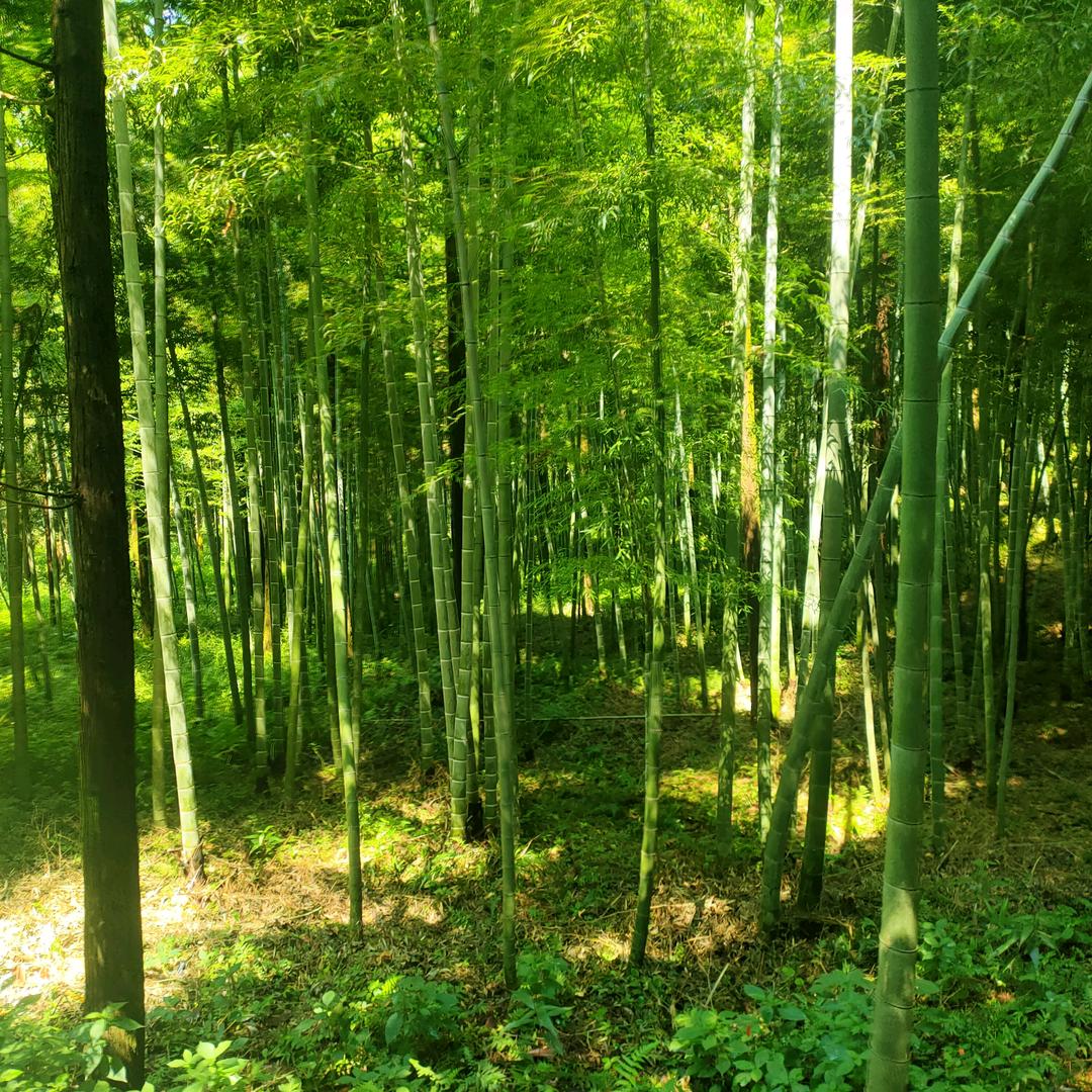 桂花树