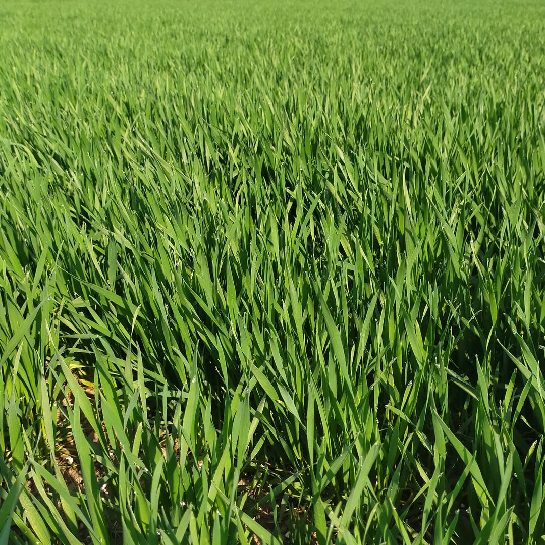 鱼缸里的小虾米