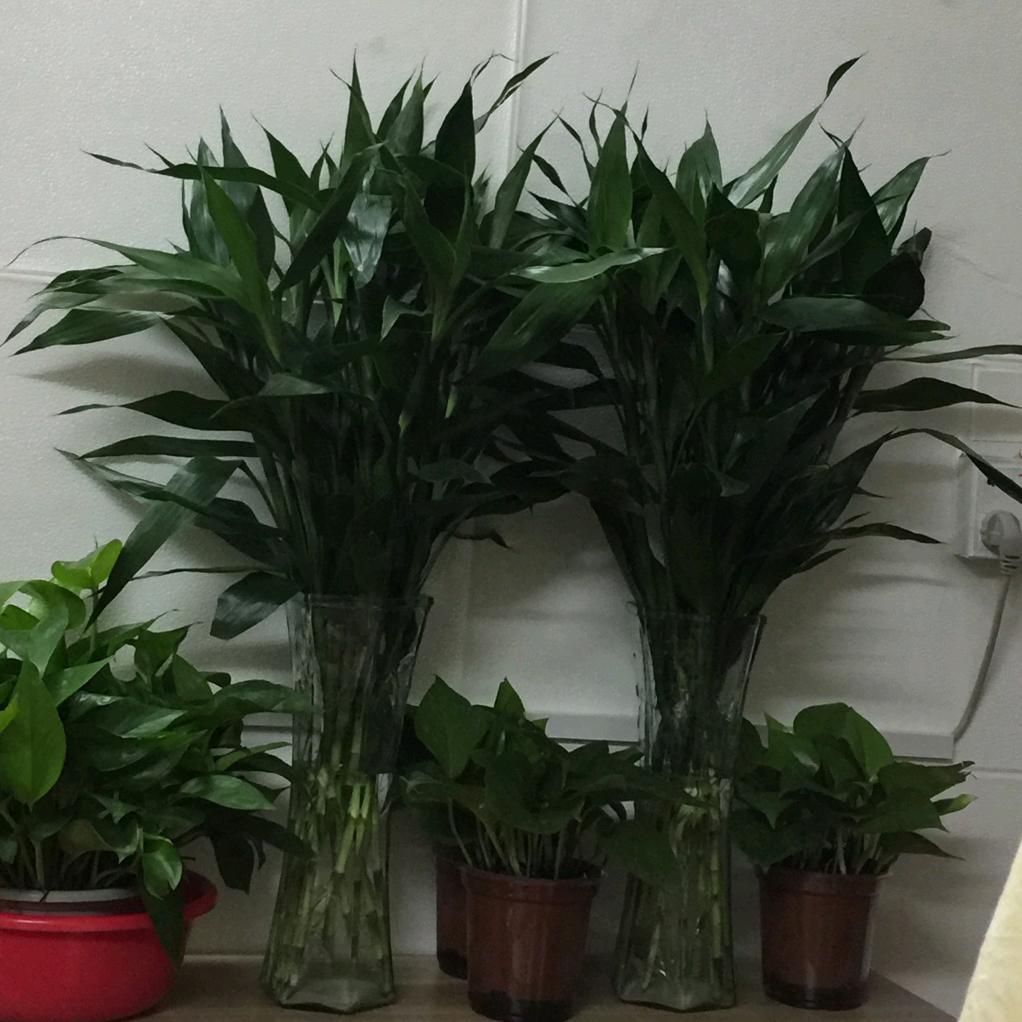 飞燕