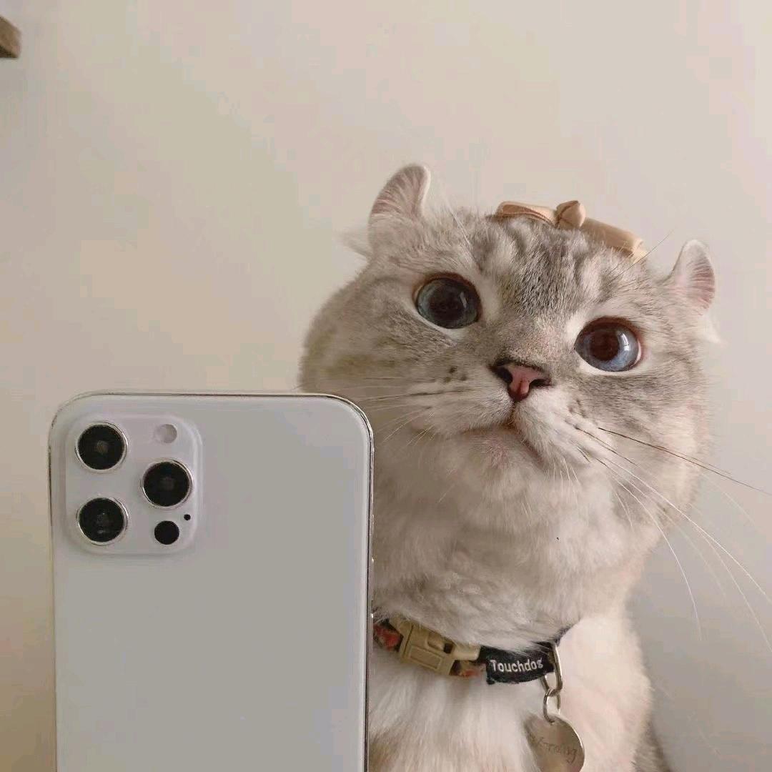 红烧锦鲤鱼🎮.