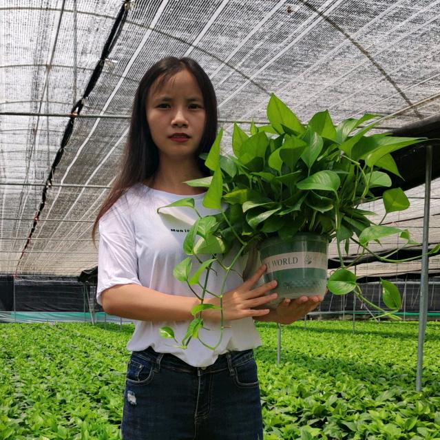 小芬绿萝基地直销
