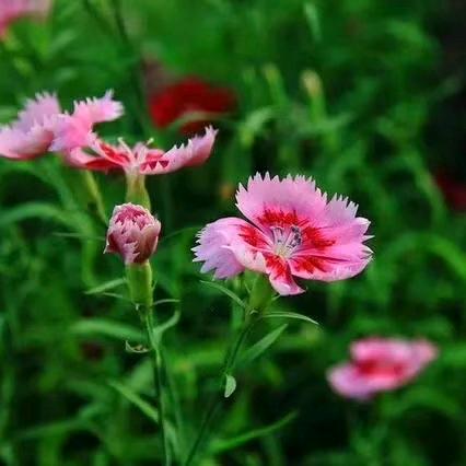 🌸岁月静好🌼