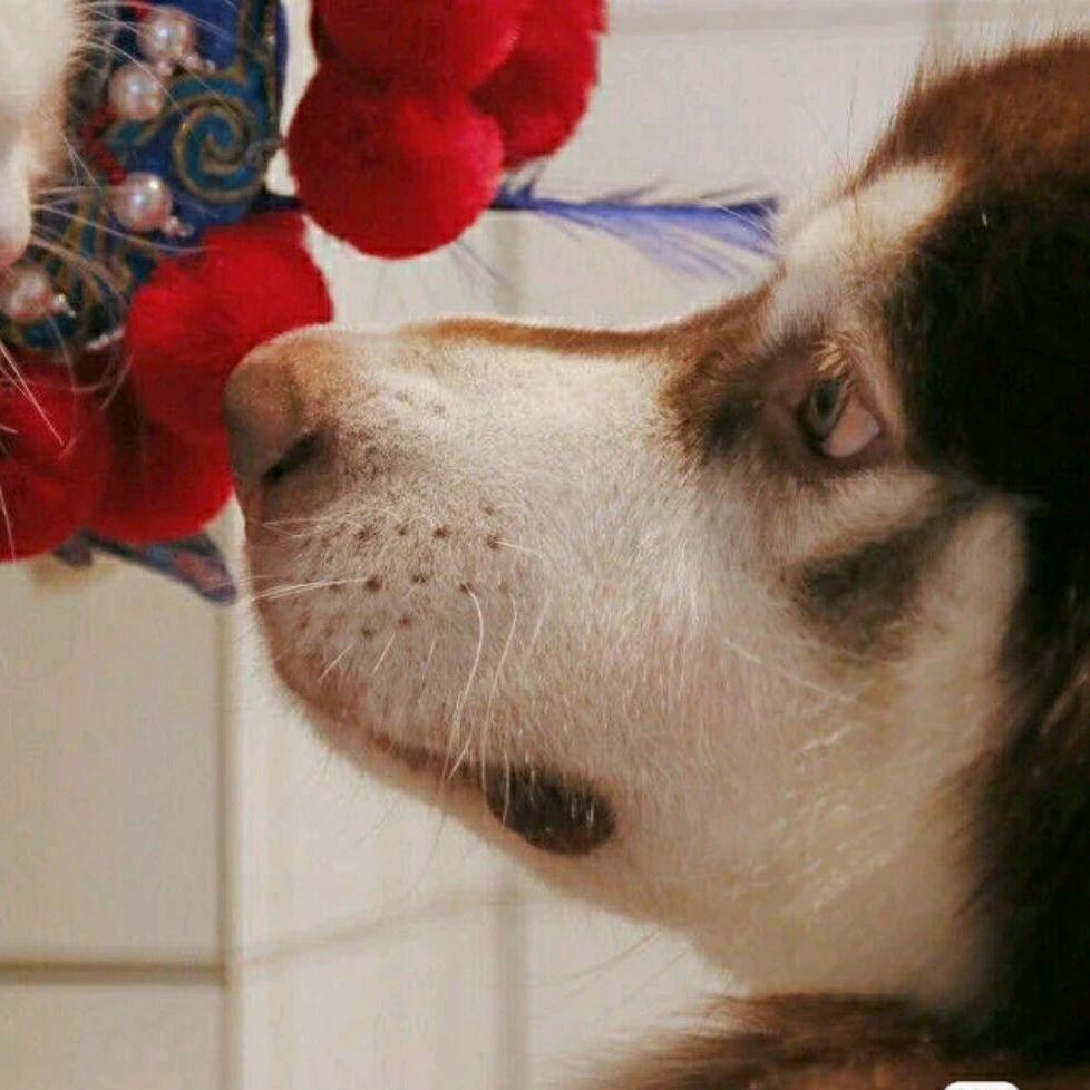 时间若有怜悯意，可否许我再少年