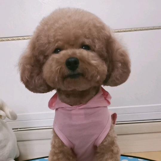 聪聪、可乐父子俩