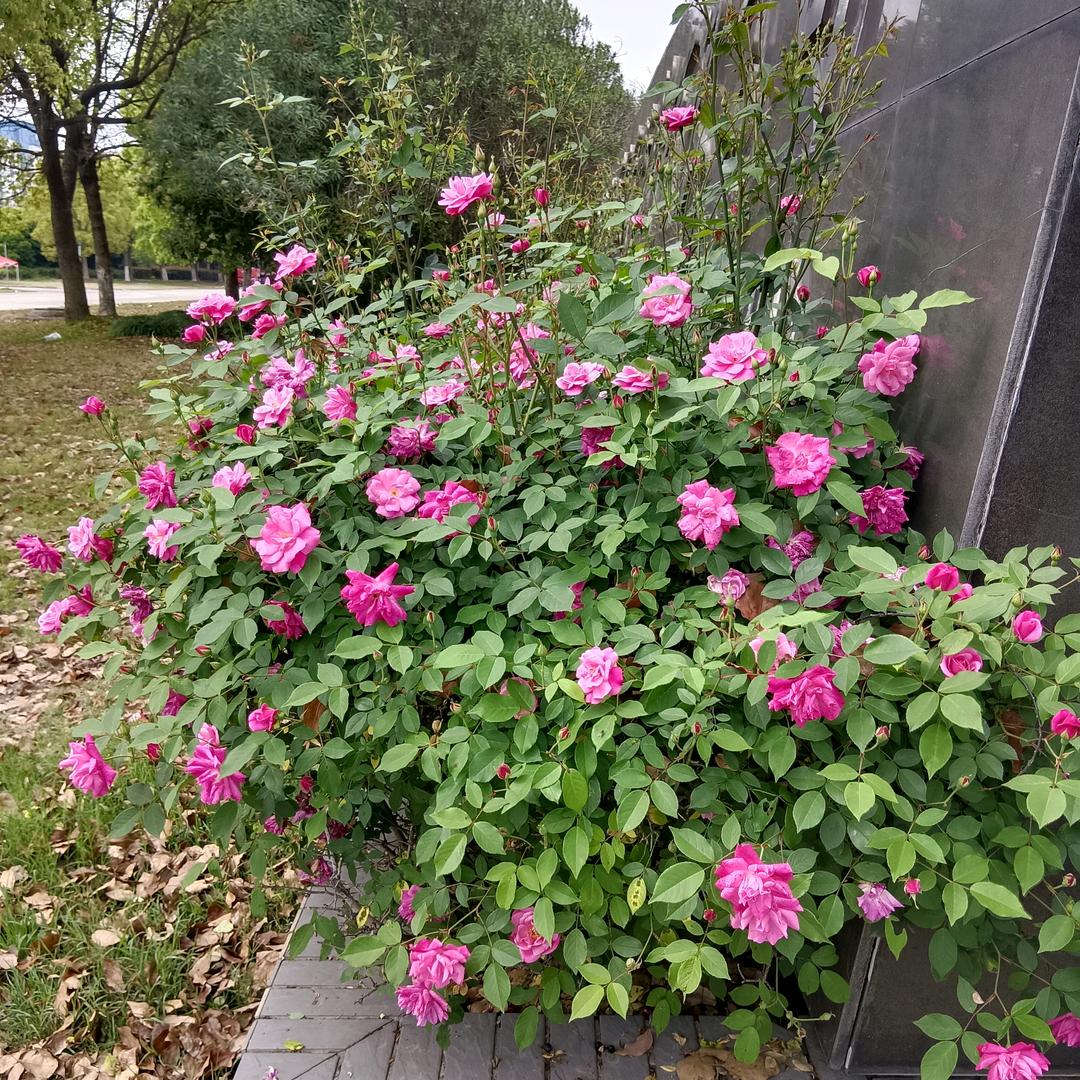 言心376960828